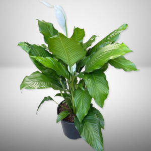 SPATHIPHYLLUM