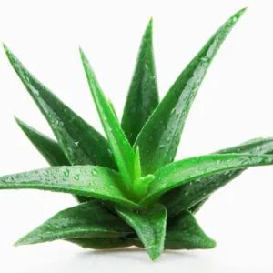 ALOE