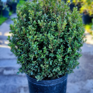 BUXUS BOCHA