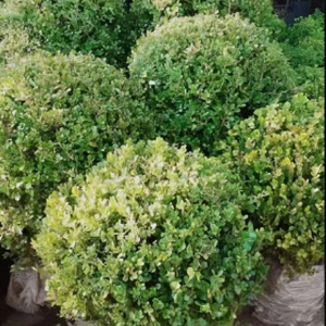 BUXUS