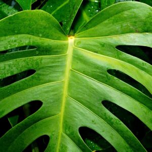 MONSTERA