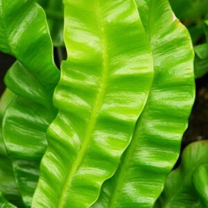 ASPLENIUM