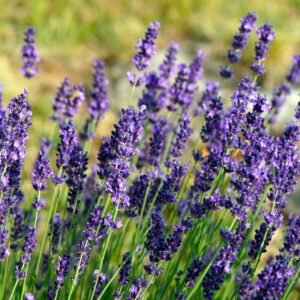 LAVANDA