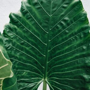 ALOCASIA